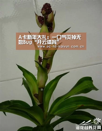 A卡新年大礼:一口气灭掉无数Bug“开云体育”(图3) 开云体育