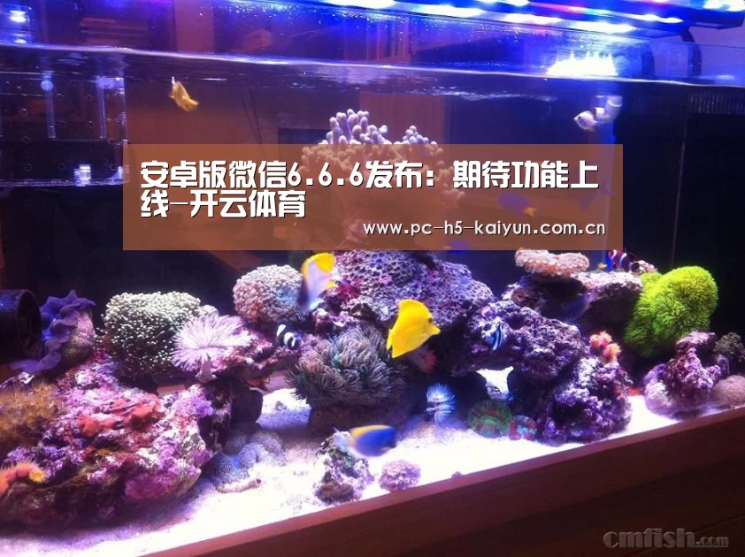 安卓版微信6.6.6发布:期待功能上线-开云体育(图3) 开云体育